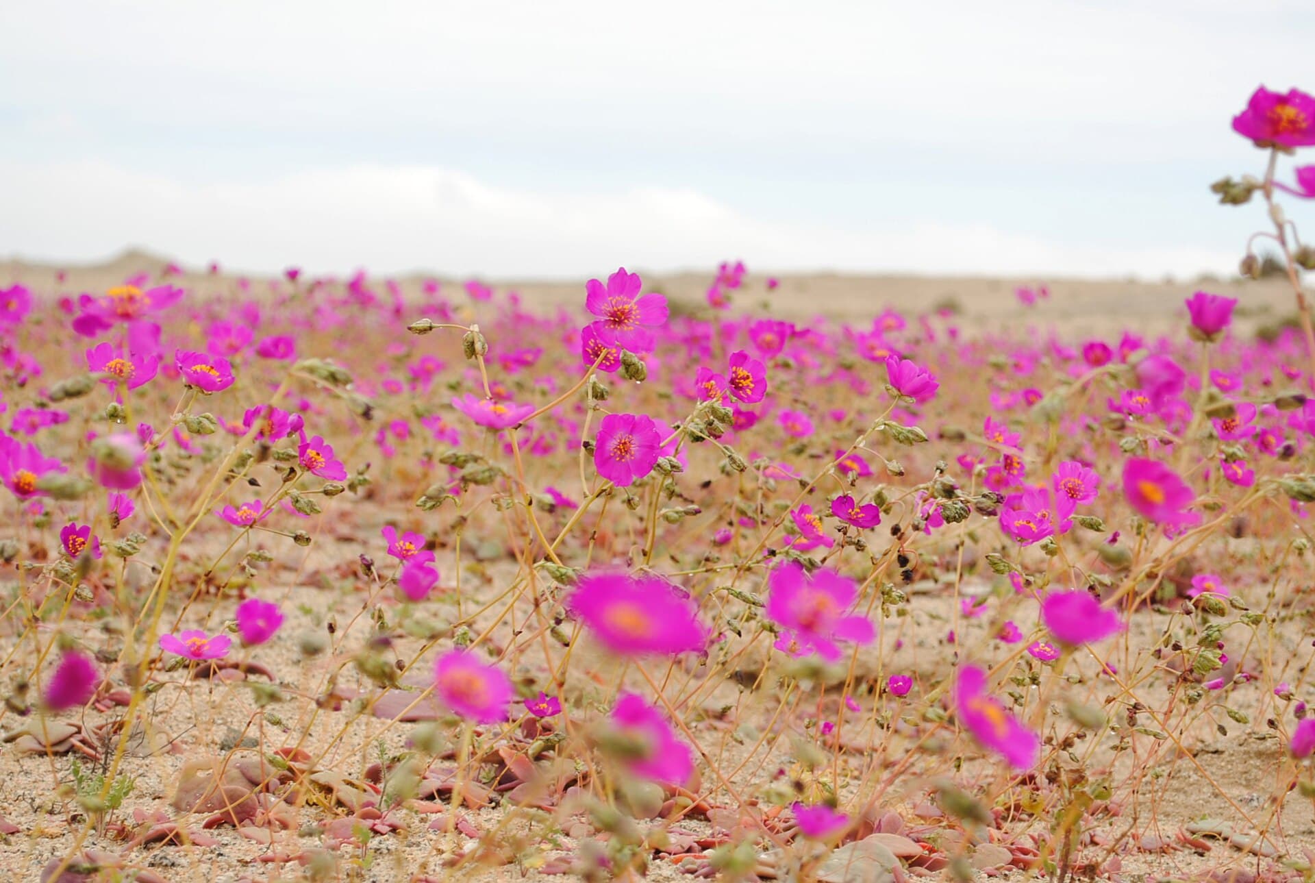 Alfombra de flores magenta del desierto florido